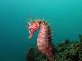 Cavalo-marinho-de-focinho-comprido (Hippocampus guttulatos), foto de Sylvie Dias