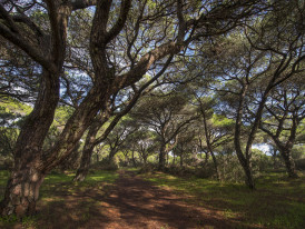 Reserva Botânica da Mata dos Medos_Luís Quinta