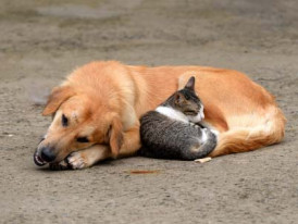 caes_gatos4