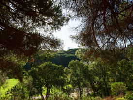floresta