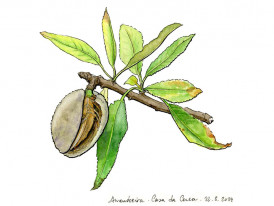 Aguarelas  a crescer no pomar - desenho de Sara Simões