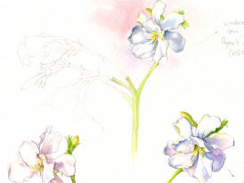 Loendro - aguarela de Sara Simões