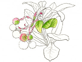 Medronheiro (desenho de Sara Simões)