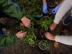 Workshop de Propagação de Plantas