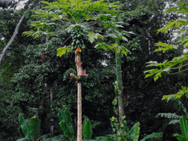 Águas do Pastaza, de Inês T. Alves 