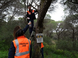Almada, Proteção Civil, Vespa asiática, segurança, parques e jardins, mata, prevenção
