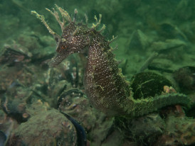 Exposição Cavalos-marinhos de Almada