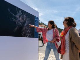 Almada, exposição, cavalos marinhos, Trafaria, passeio ribeirinho, biodiversidade, rio Tejo, fotografia