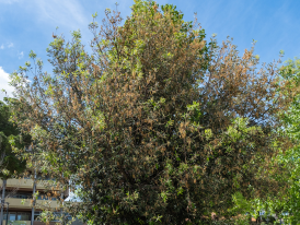 quercus