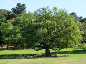 parque paz