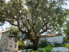 quercus