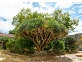 presidio trafaria
