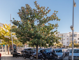 Magnolia grandiflora