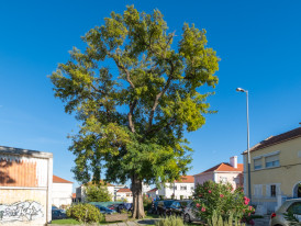 Robinia pseudoacacia