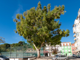 largo romeira