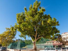 Eucalyptus camaldulensis