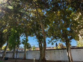 Platanus hybrida