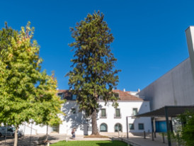 jardim museu da cidade
