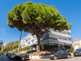 Pinus pinea