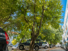 Celtis australis