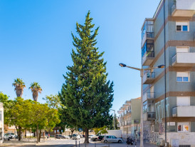 Cupressus sempervirens