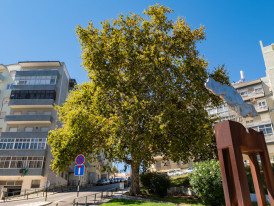Platanus hybrida