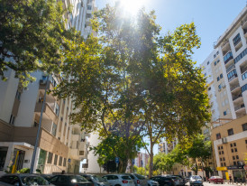 Platanus hybrida