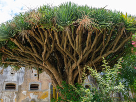 Dracaena draco