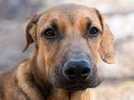 Nato cão