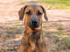 Nato 3 cão adoção
