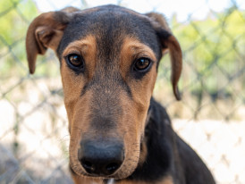 Pastel cão adoção