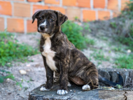 Amendôa, cão, adoção