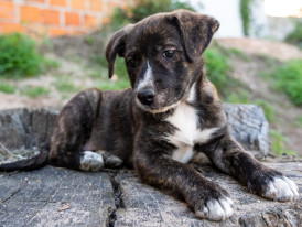 Amendoa, cão, adoção