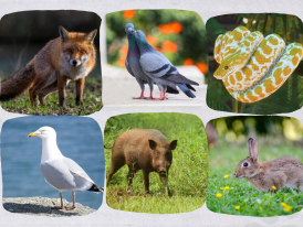 Ação de sensibilização - Animais Urbanos