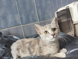 Bela, gato, adoção