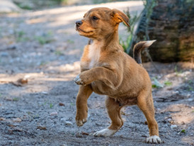 Caju, cão, adoção