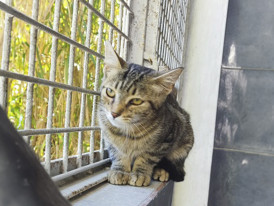 Draco, gato, adoção
