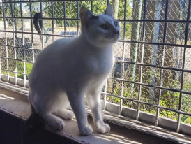 Mephy, gato, adoção