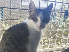 Piri, gato, adoção