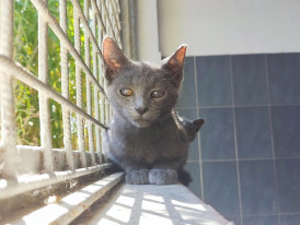 Smoky, gato, adoção