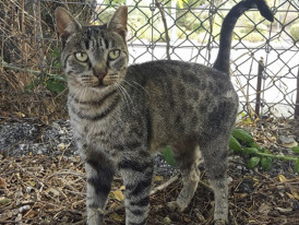 Tigradinha grande, gato, adoção