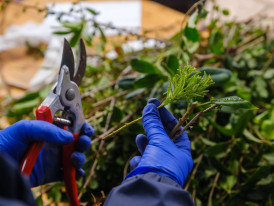 workshop propagação de plantas