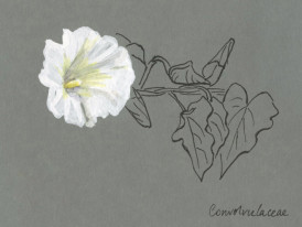 Desenho de uma flor a branco sobre papel cinzento