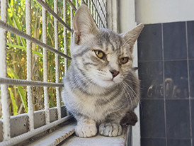 Bela