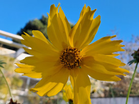 Fotografia de flor amarela em grande plano