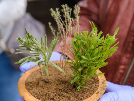 Plantação Aromáticas
