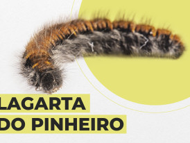 lagarta do pinheiro
