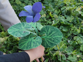 Violeta construída a ser colocada num canteiro, por várias mãos