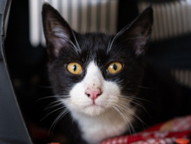 Oreo