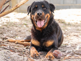 Boss, cão adoção